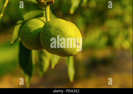 walnuts growing on the tree Stock Photo