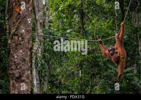 A female orangutang with her new born baby clinging to her side swing along a rope in the jungle at the Semenggoh Nature Reserve, Kuching, Borneo, Ind Stock Photo