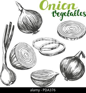 onion vegetable set hand drawn vector illustration realistic sketch Stock Vector