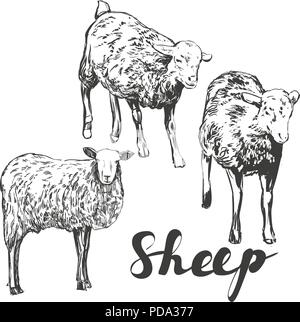 sheep set hand drawn vector illustration realistic sketch Stock Vector