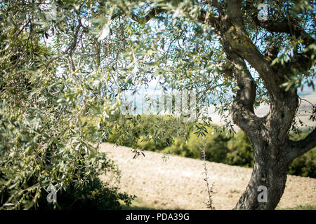 Looking through the leaves on an Italian olive tree with a sloped field in the background Stock Photo