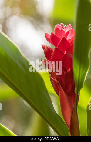 Red Ginger Flower In Garden Stock Photo