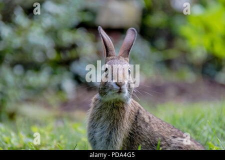 Small young Eastern Cottontail rabbit, Sylvilagus Floridanus, enjoys a snack in beautiful garden and lush green grass on a summer afternoon Stock Photo