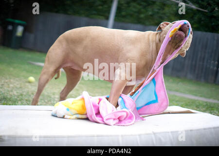 a brown young pit bull dog is pulling a pink towel on a white mattress in backyard Stock Photo