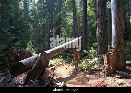 A fallen tree across a trail at Willamette National Forest in Oregon, USA.