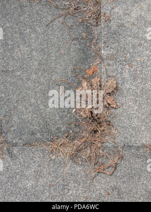 Dead weeds growing from cracks in paving stones during UK 2022 drought / heatwave - more likely killed with a weedkiller like Roundup / glyphosate. Stock Photo