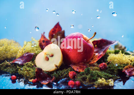 Autumn apples under rain. Fall harvest concept with copy space. Wild fruits on moss with water drops. Stock Photo