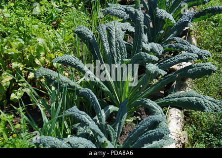 Kale cabbage. Tuscan kale or black kale on plant. Winter cabbage also known as italian kale or lacinato growth in row. Ogranic cabbage mediterranean g Stock Photo
