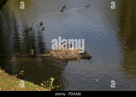 Black swan nesting Stock Photo