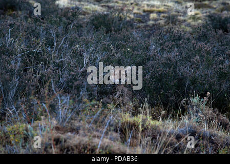 Wild adult female Patagonian Puma resting in Mata Negra bushes. Stock Photo