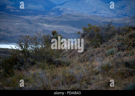 Adult female Patagonian Puma with her large male cub feeding on carcass of Guanaco the female killed during the night. Torres del Paine National Park. Stock Photo