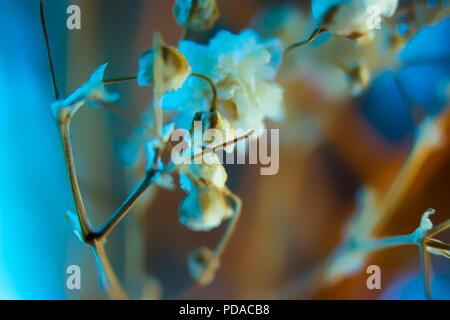Blue orange white yellow colors of background with flowers of babys breath - gypsophila paniculata Stock Photo