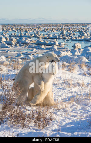 Polar Bears wrestling along shoreline Stock Photo