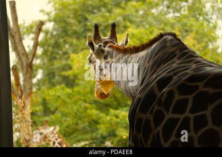 Pensive Giraffe At London Zoo Stock Photo