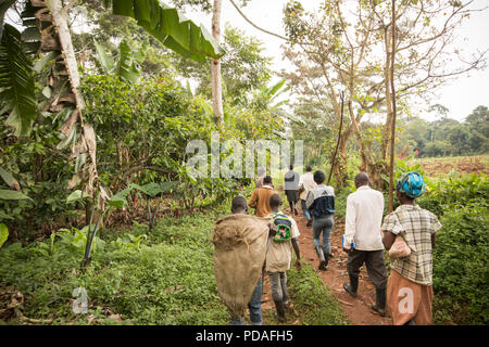 Workers walk through a forested cocoa bean plantation in Mukono District, Uganda, East Africa. Stock Photo