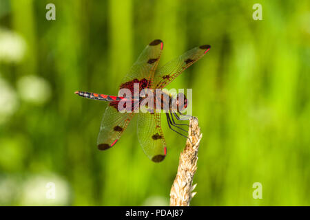 A calico pennant dragonfly (Celithemis elisa) resting on grass next to a water body. Stock Photo