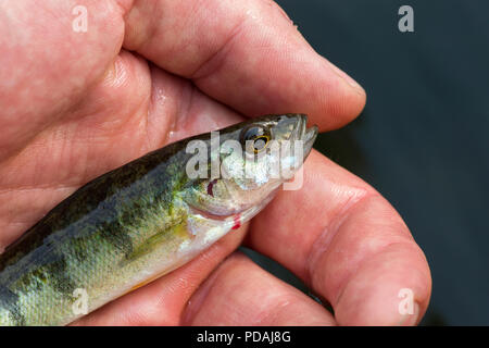 A small yellow perch (Perca flavescens) in a hand before being released. Stock Photo