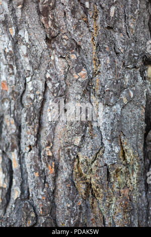 A close up photo of tree bark texture in south australia on 6th august 2018 Stock Photo