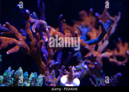 forest fire montipora sps coral on reef Stock Photo