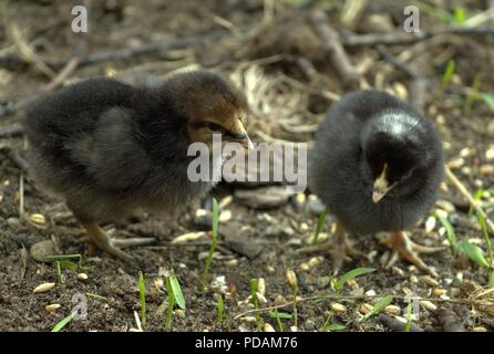 Two Day Old Chicks On The Hunt For Bugs Stock Photo