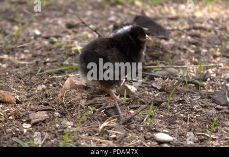 A Two Day Old Barred Rock Chick Outside For The First Time Stock Photo