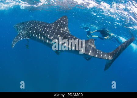 Young whale shark, Rhincodon typus, underwater with snorkelers at El Mogote, Baja California Sur, Mexico. Stock Photo