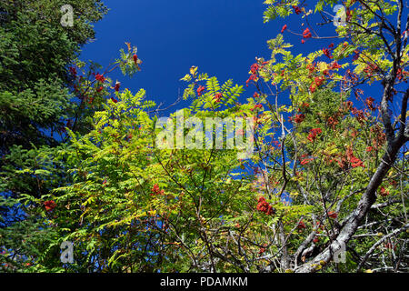 Rowan tree (sorbus aucuparia) ripe with berries against a deep blue sky. Stock Photo