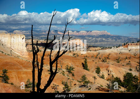 Dead tree branches silhouetted against sunlit Bryce Canyon, Utah, USA. Stock Photo
