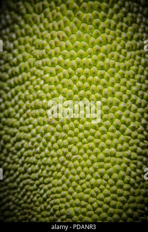 Rough green texture and of close up the young jackfruit used as background for text input. Stock Photo