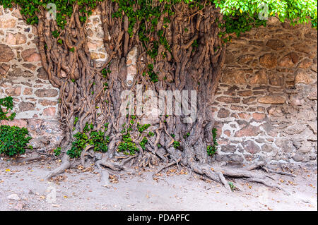 Trunk and roots of an ivy tree crawling up a brick wall. Stock Photo