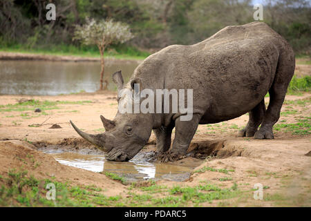 Rhinos, rhinocerotidae, drinking at watering hole in South Africa, with ...