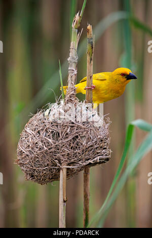 Yellow Weaver, adult male at nest, Saint Lucia Estuary, Isimangaliso Wetland Park, Kwazulu Natal, South Africa, Africa, Ploceus subaureus Stock Photo