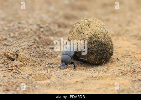 Dung Beetle, adult rolling elephant dung for egg deposition, Isimangaliso Wetland Park, Kwazulu Natal, South Africa, Africa, Scarabaeus sacer Stock Photo