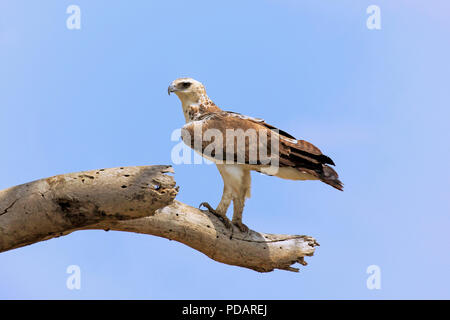 Crowned eagle, adult, Hluhluwe Umfolozi Nationalpark, Hluhluwe iMfolozi Nationalpark, KwaZulu Natal, South Africa, Africa, Stephanoaetus coronatus Stock Photo