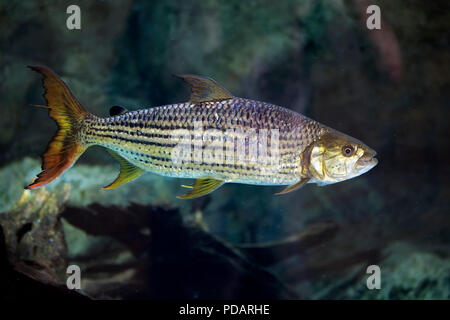 African Arowana, captive, Singapore, Asia, Heterotis niloticus Stock Photo