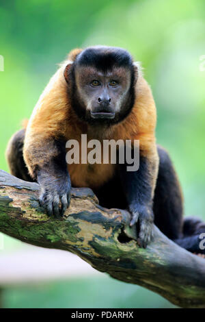 Brown Capuchin, South America, Cebus apella Stock Photo