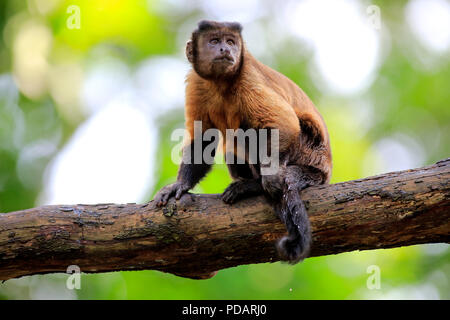 Brown Capuchin, South America, Cebus apella Stock Photo