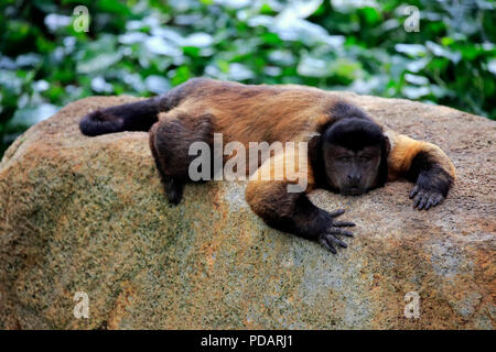 Brown Capuchin, South America, Cebus apella Stock Photo