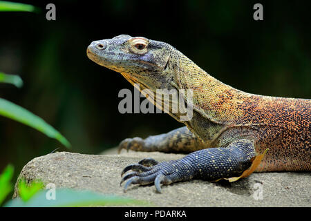 Komodo Dragon, adult on rock portrait, captive, Singapore, Asia, Varanus komodoensis Stock Photo