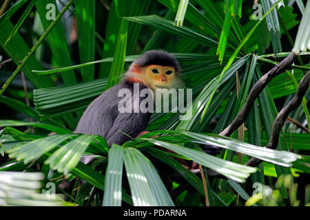 Douc Langur, adult on tree, Asia, Pygathrix nemaeus Stock Photo