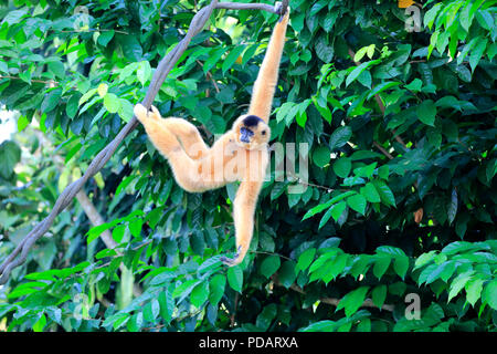 Yellow Cheeked Gibbon, adult female, Asia, Nomascus gabriellae Stock Photo