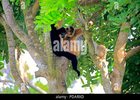 Yellow Cheeked Gibbon, adult couple, Asia, Nomascus gabriellae Stock Photo