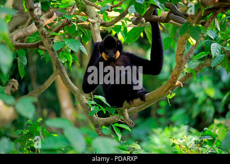 Yellow Cheeked Gibbon, adult male, Asia, Nomascus gabriellae Stock Photo