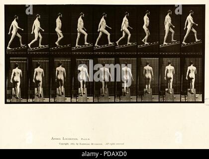 Animal locomotion. Plate 75 Stock Photo