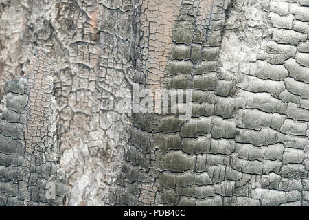 Burnt wood close-up Stock Photo