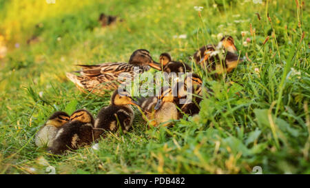 Group of mallard ducklings with mother duck in background, getting ready to sleep in afternoon sunset light. Stock Photo