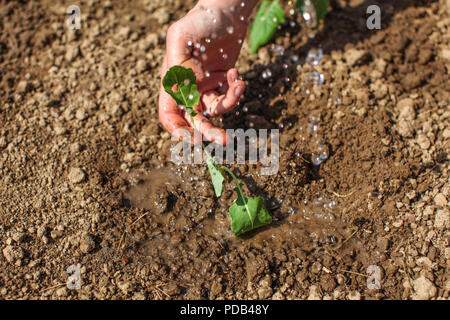 Young woman hand holding seedling plant just planted into the ground, water drops falling on it. Stock Photo