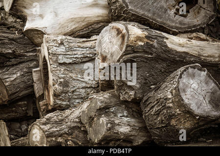 Stumps tree background. Cross section stumps tree background. Stock Photo