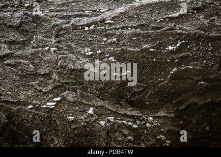 Dark wood texture. Abstract background, empty template. Stock Photo