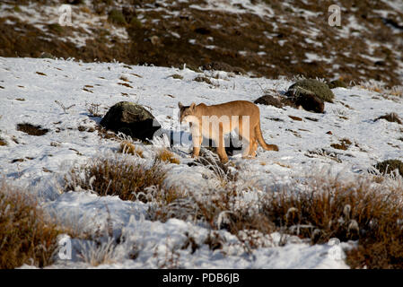 Wild adult female Puma walking up snow dusted slope , Torres del Paine National Park, Chile. Stock Photo